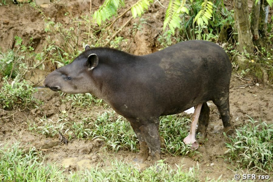 Tapir bruenstig in Ecuador