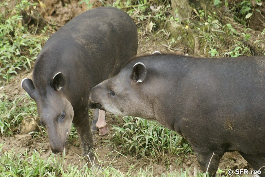Tapir bruenstig mit Tapirkuh in Ecuador