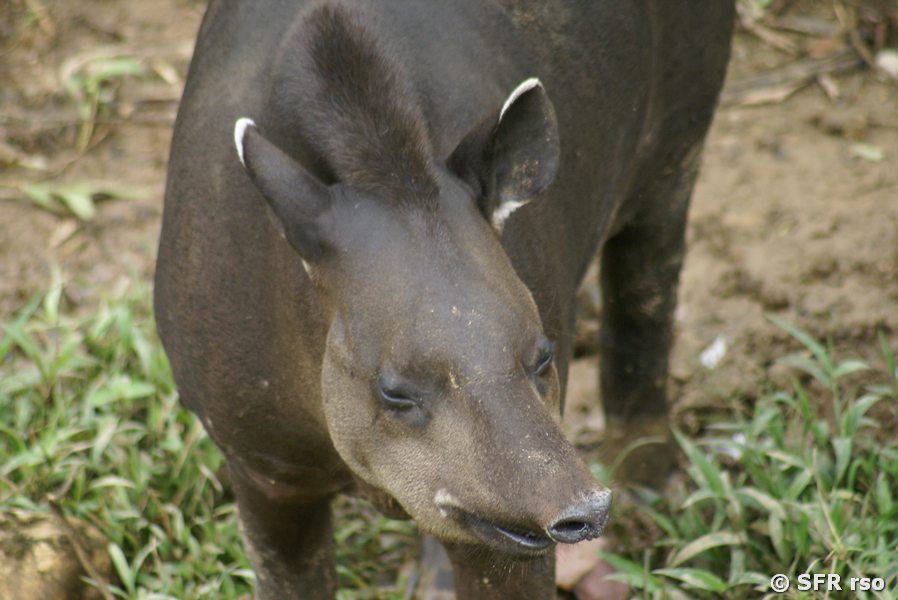 Tapir Bulle in Ecuador