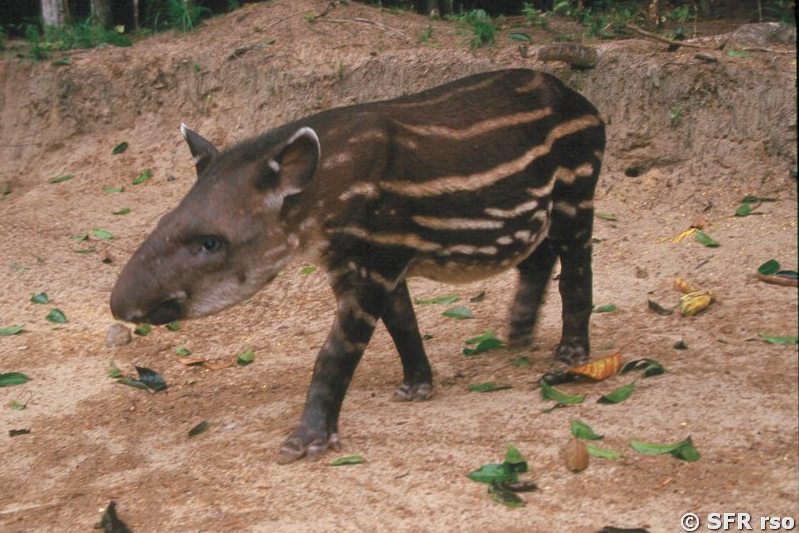 Tapir Frischling in Ecuador