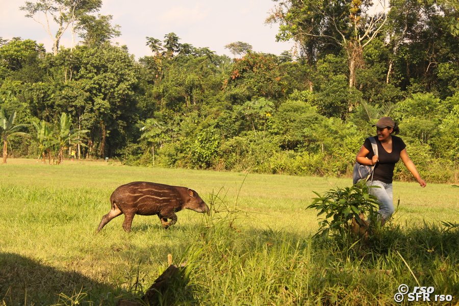 Tapir Juvenil hinter Guide in Ecuador