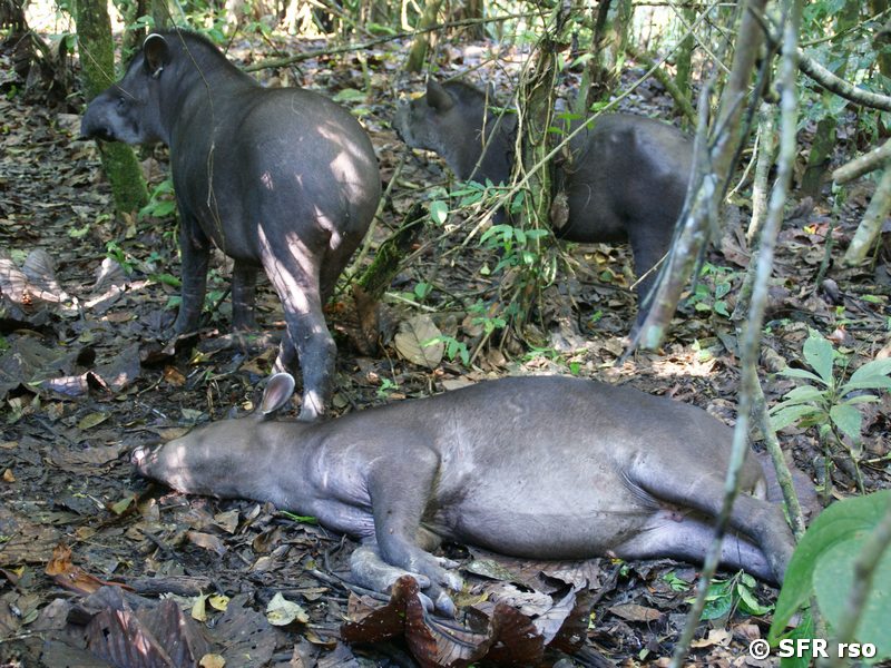 Tapirfamilie im Unterholz in Ecuador