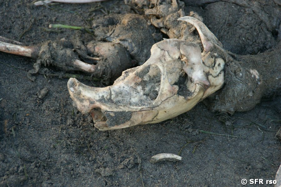 Tapirskelett verendet Rio Napo in Ecuador