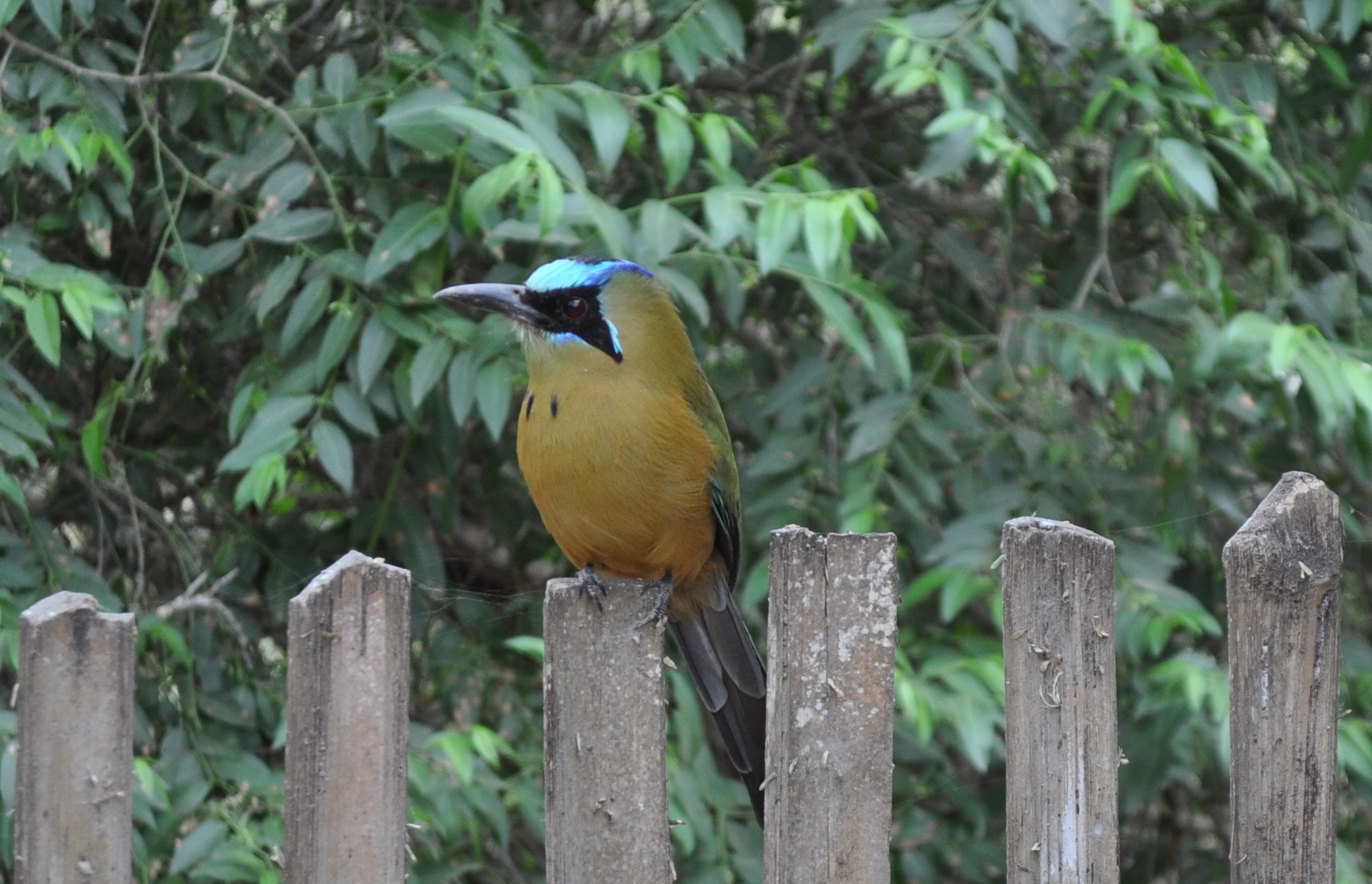 Blauscheitelmotmot in Ecuador