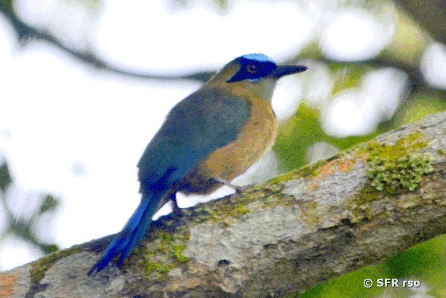 Blauscheitelmotmot in Ecuador