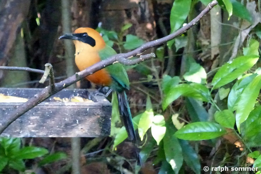 Zimtbrustmotmot in Ecuador