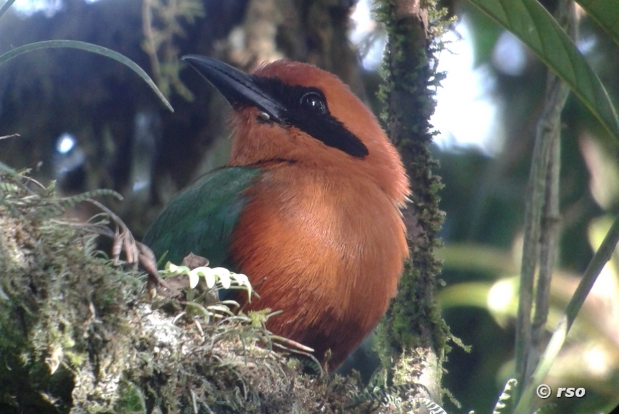 Zimtbrustmotmot in Ecuador