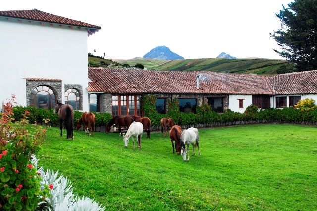 Pferde im Garten Hazienda Santa Ana Ecuador 