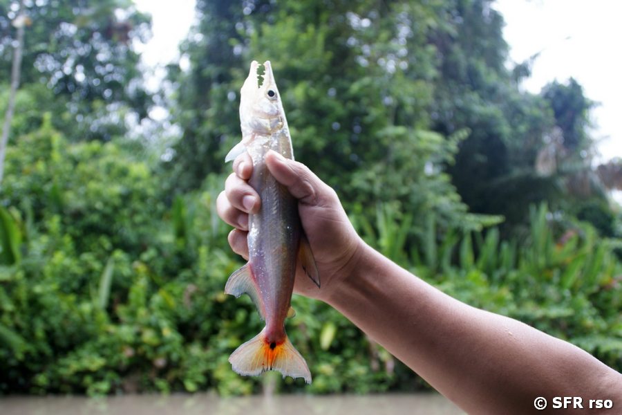 Fisch seitlich Dolphin Lodge Ecuador