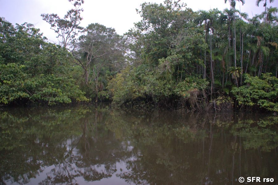 Gewaesser bei Dolphin Lodge Ecuador