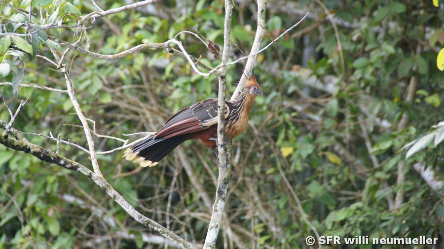 La Selva Lodge Hoatzin