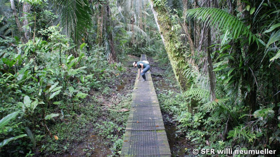 La Selva Lodge Pfad