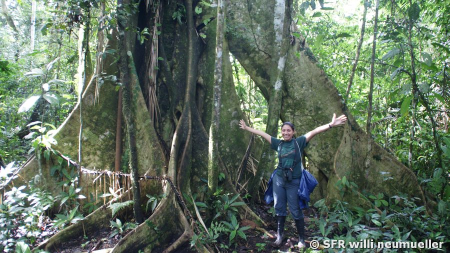 La Selva Lodge Urwaldriese