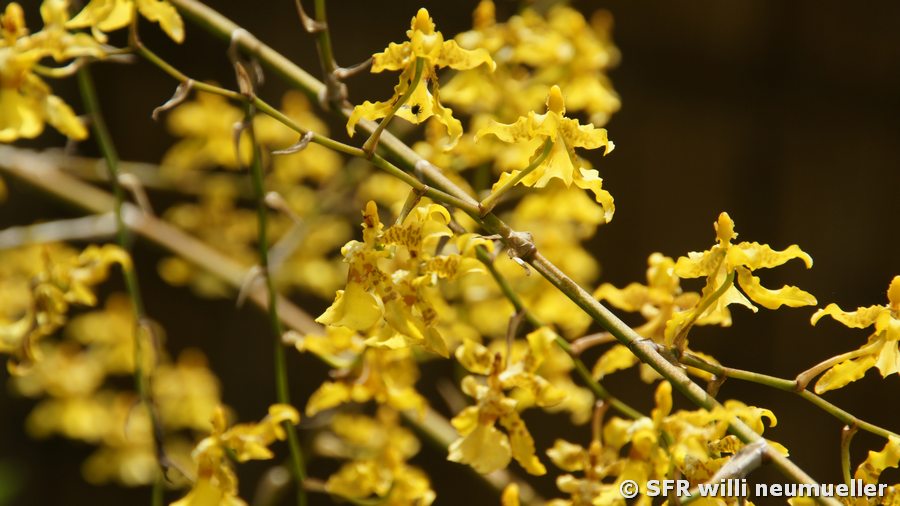 Orchideen