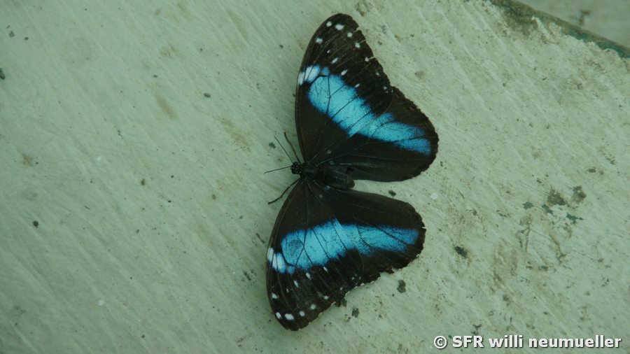 Schmetterling