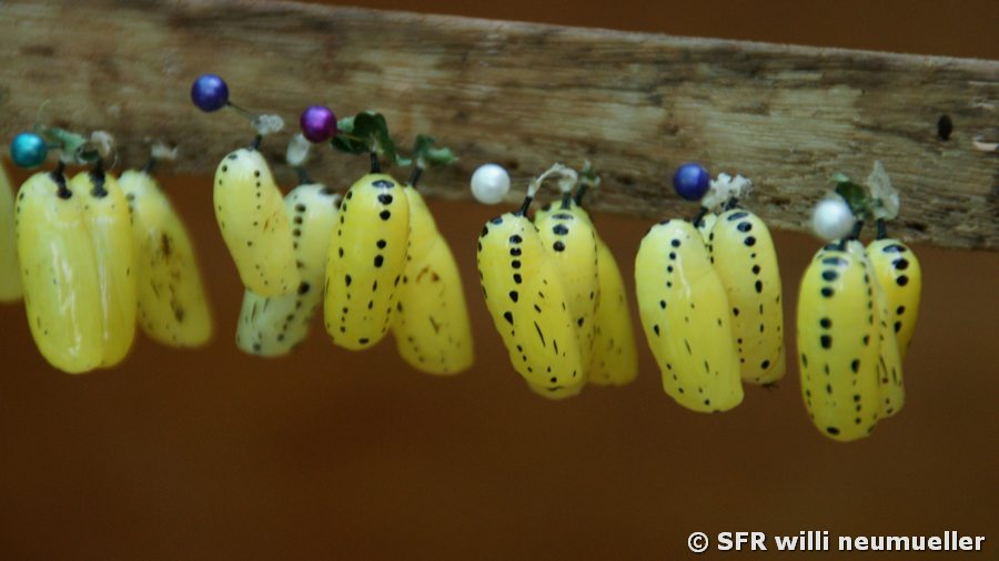 Schmetterlingshaus Puppen