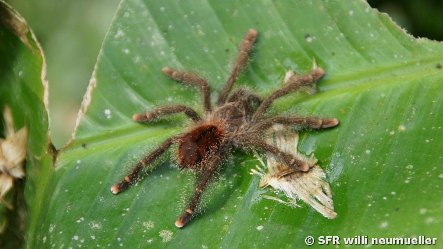 Vogelspinne