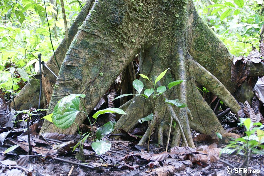 Baumwurzel in Ecuador
