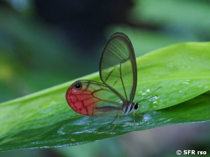 Blushing Phantom im Manatee Urwald in Ecuador