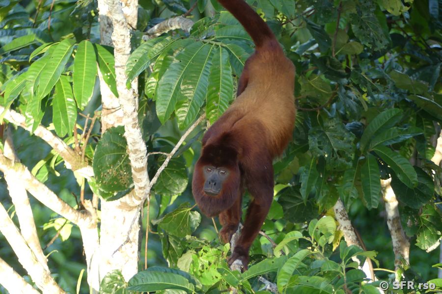 Brüllaffe Alouatta in Ecuador
