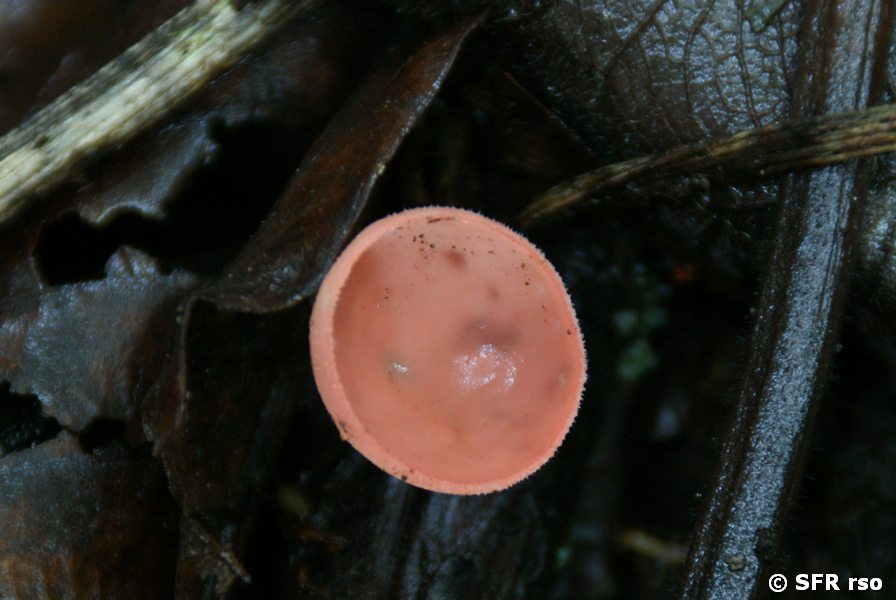 Ciikeina Speciosa in Ecuador