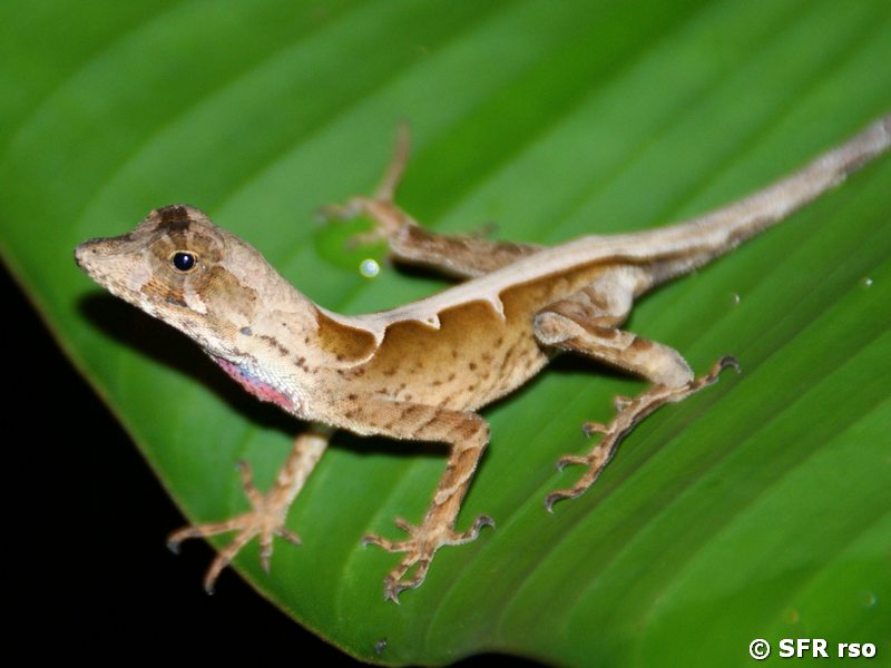 Eidechse Anolis Trachyderma in Ecuador