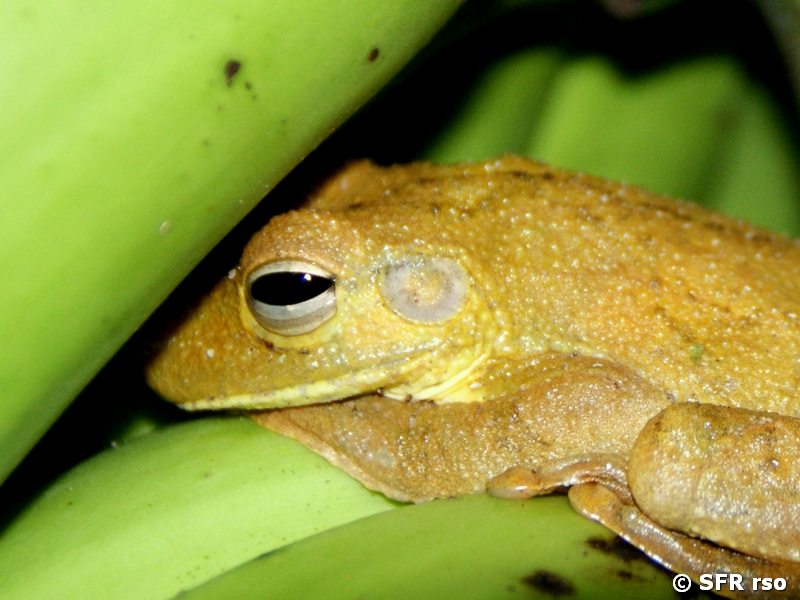 Frosch zwischen Bananen in Ecuador