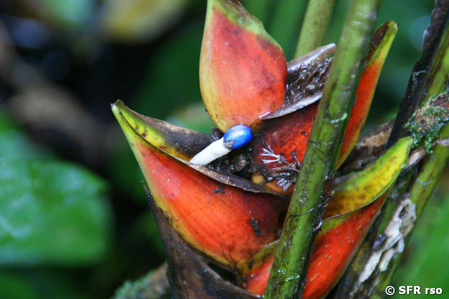 Helikonienblüte in Ecuador