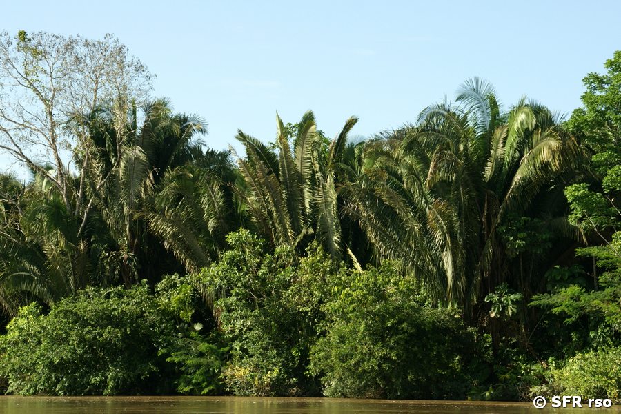 Palme Chambira Astrocaryum in Ecuador