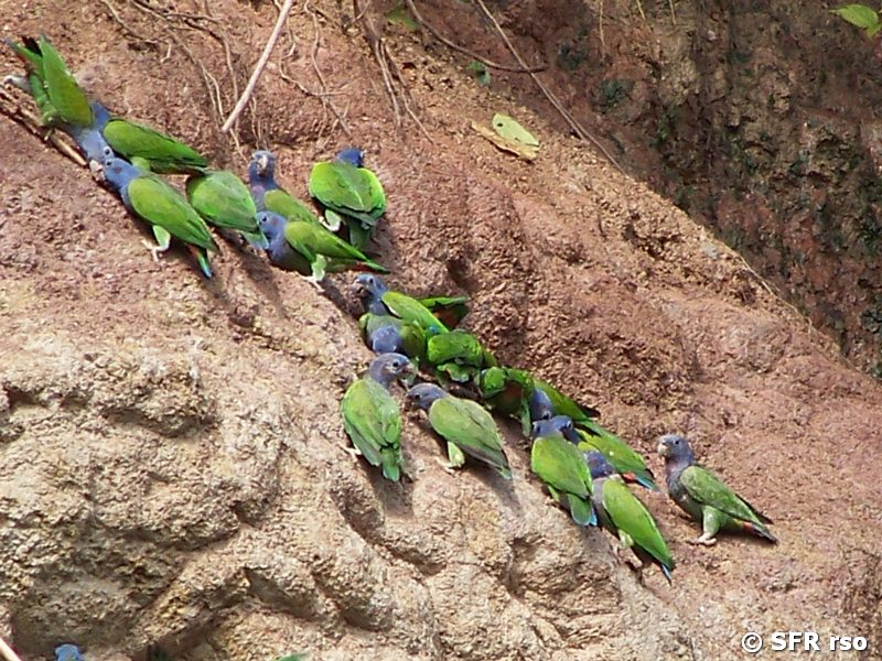 Schwarzohrpapagei Pionus Menstruus in Ecuador