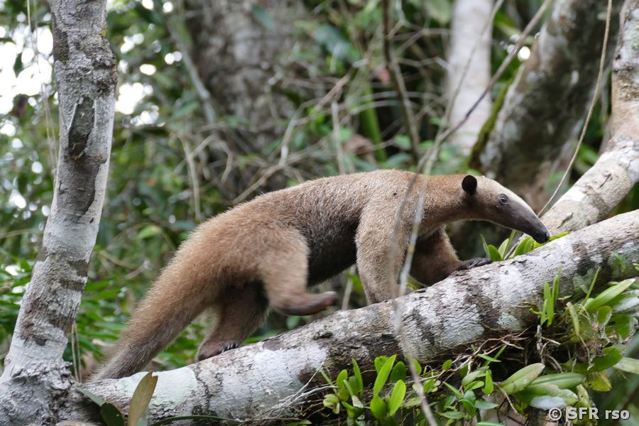 Südliche Tamandua Tetradactyla in Ecuador