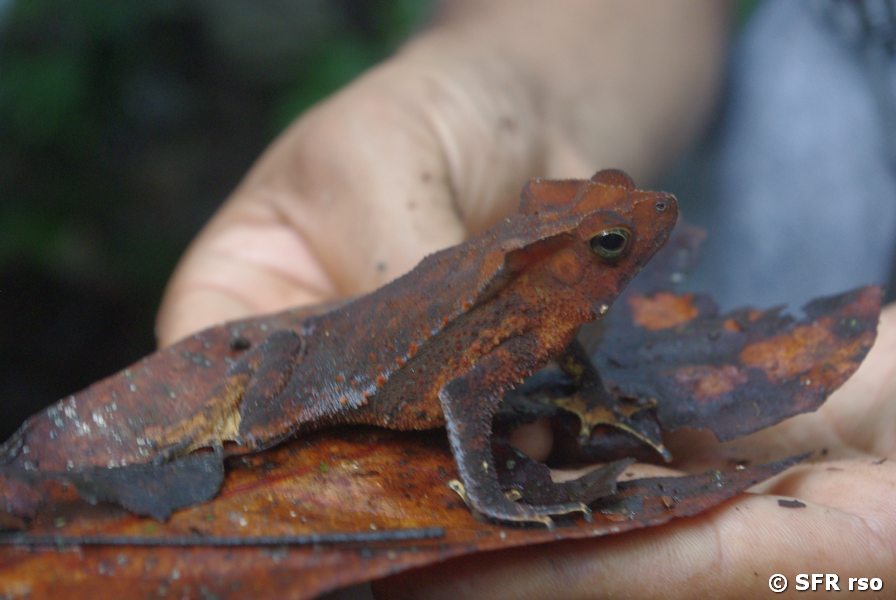 Trankröte im Nationalpark Yasuni in Ecuador