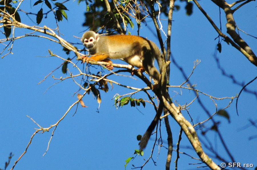 Totenkopfäffchen in Ecuador