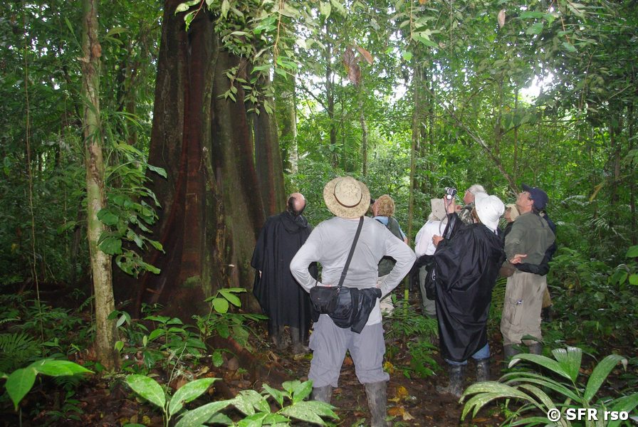 Urwaldwanderung in Ecuador