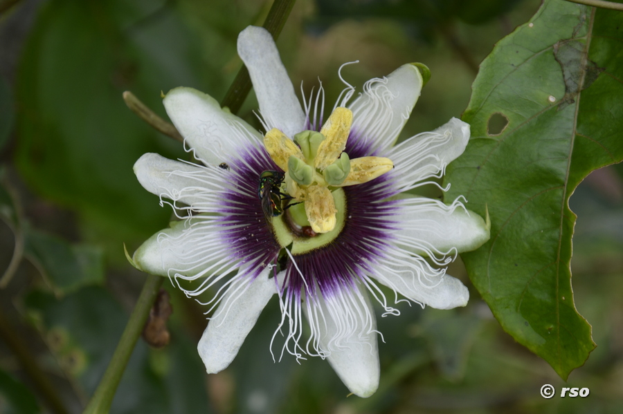 Geöffnete Maracuya Blüte in Ecuador