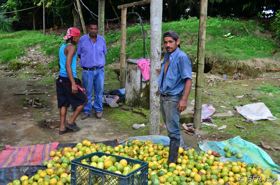 Mann mit Maracujas in Ecuador