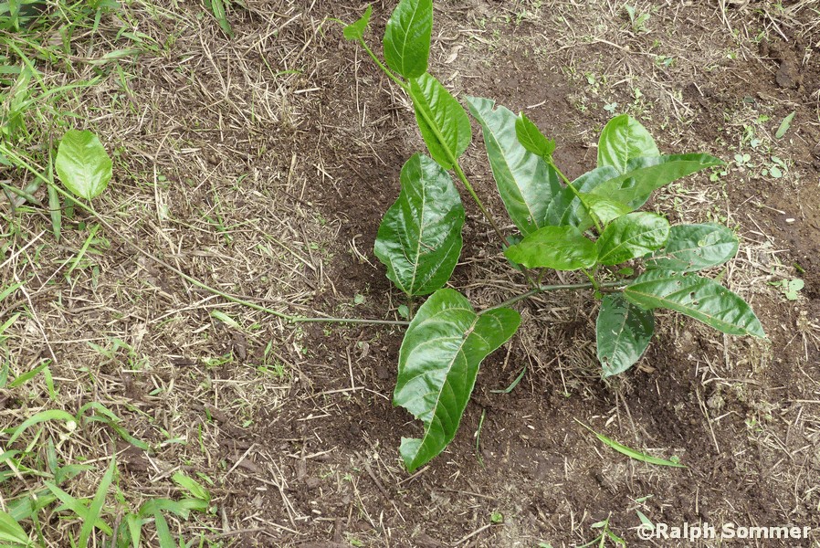 Maracuja Setzling in Ecuador