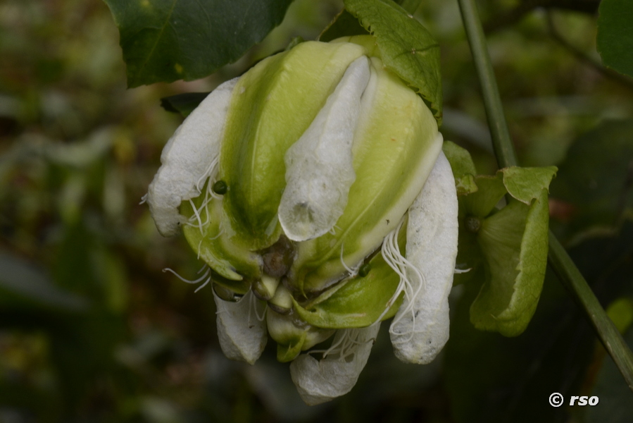 Maracuya Blüte ungeöffnet, Ecuador