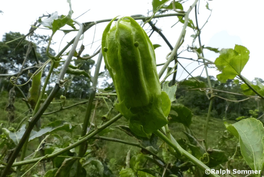 Maracuya Blüte in Ecuador