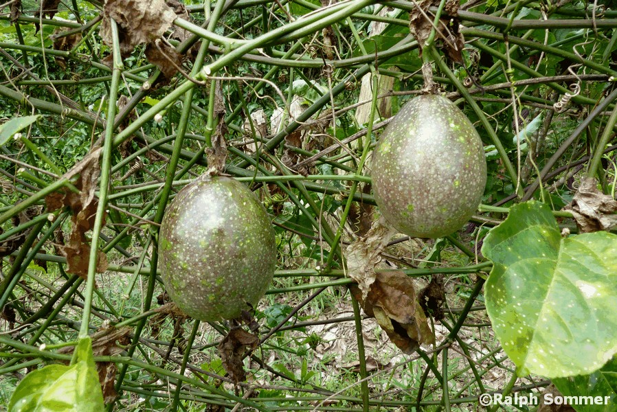 Maracuya Frucht an Baum, Ecuador