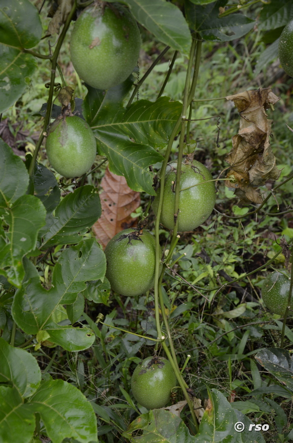 Grüne Maracuya Früchte in Ecuador