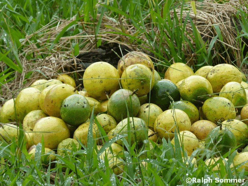 Geerntete Maracuya in Ecuador