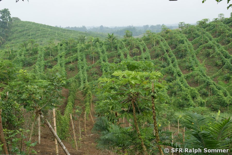 Maracuya Plantage in Ecuador