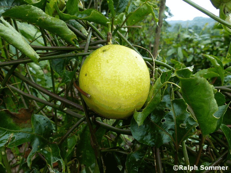 Reife Maracuya in Ecuador