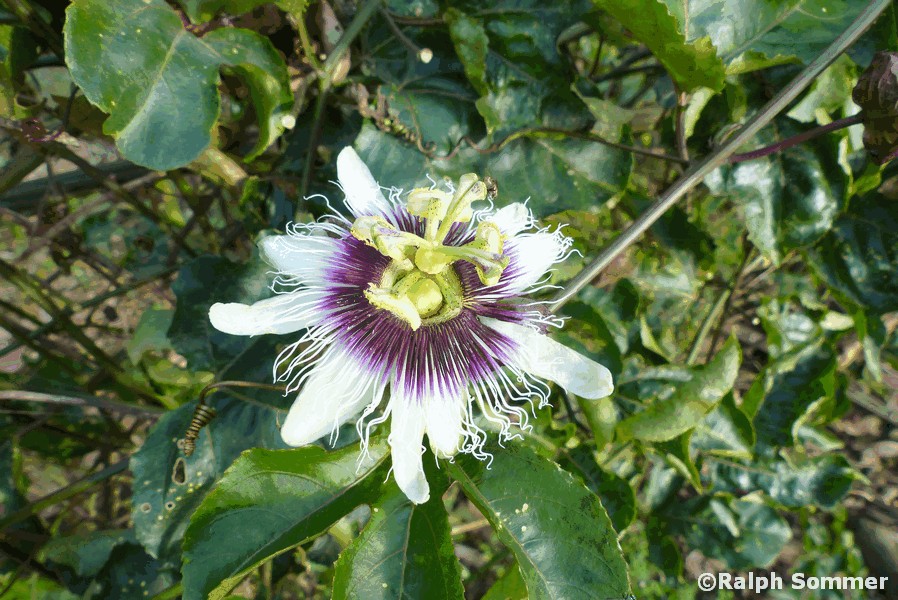 Passionsblüte in Ecuador