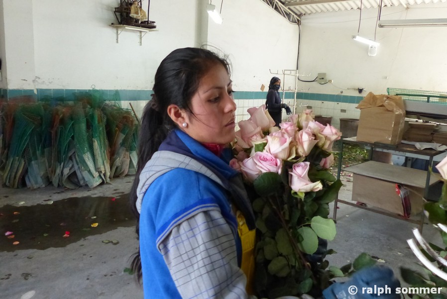Rosen im Arm, Ecuador