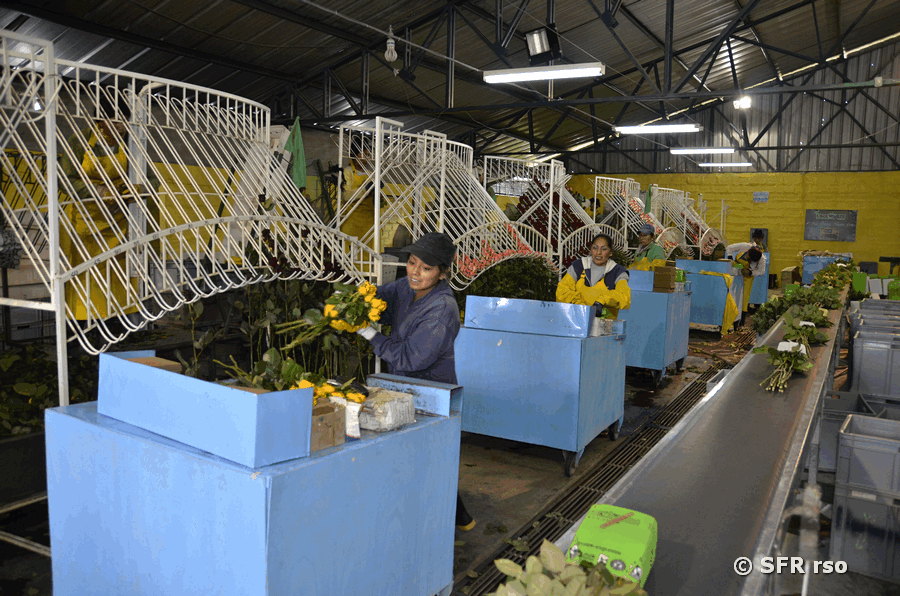 Rosen werden selektiert, Ecuador
