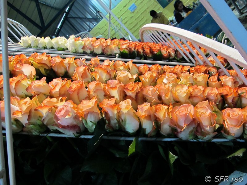 Sortierte Rosen in Ecuador