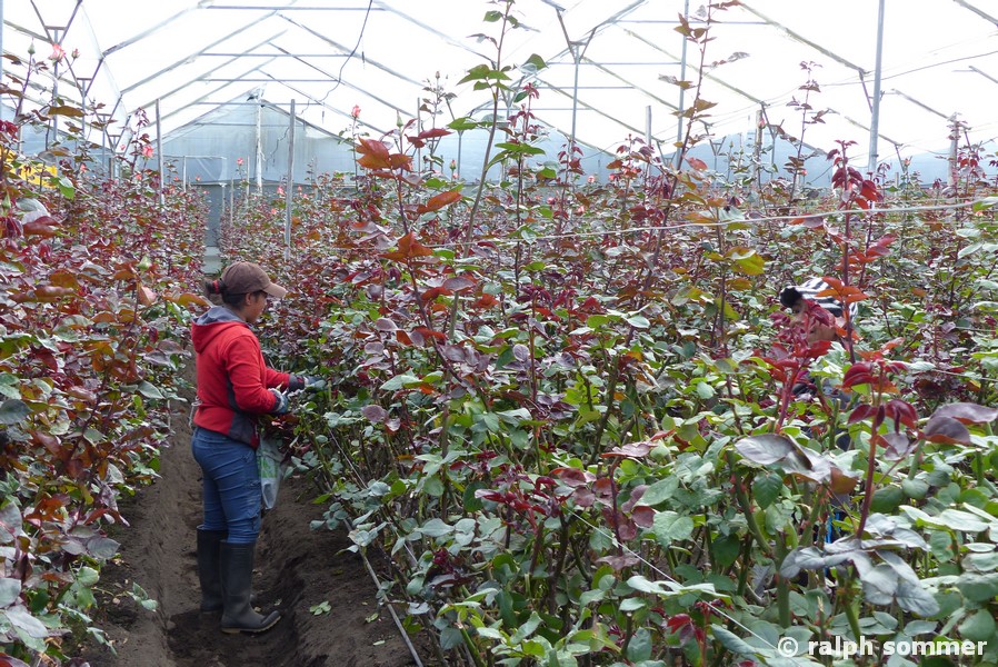 Rosenfarm bei Lasso, Ecuador