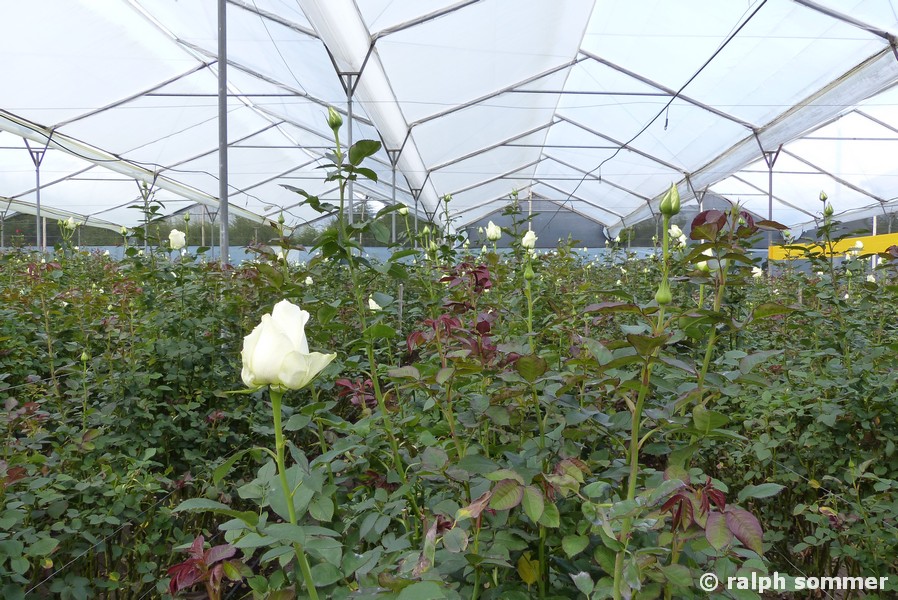 Rosenfarm bei Lasso, Ecuador